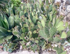 Hardy opuntia opuntia for sale  PENZANCE