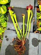 Sarracenia doreens colossus for sale  North Hampton