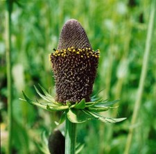 Rudbeckia ccidentalis green gebraucht kaufen  Westerstede