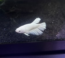 Betta fish female for sale  Burleson