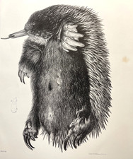 1865 antique zoological for sale  Sturgis