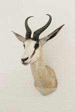 Springbock präparat trophäe gebraucht kaufen  Leipheim
