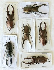 Cyclommatus metallifer stag for sale  SLEAFORD