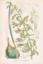 Calanthe Viridi-Fusca Orchidée De Chine Fleur Botanique Impression Litho Lemaire comprar usado  Enviando para Brazil