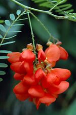 Graines glycine ecarlateg126 d'occasion  Sanary-sur-Mer