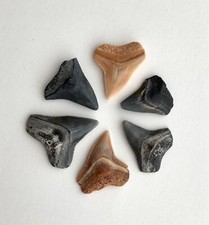 Bull shark tooth for sale  Jensen Beach
