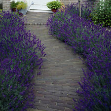 Pair lavender english for sale  PETERBOROUGH