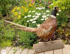 Ring necked pheasant for sale  Palatine