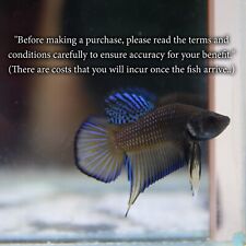 Acuario Betta Peces Vivos Salvajes Híbrido Cría Splandens Amarillo Azul Macho segunda mano  Embacar hacia Mexico