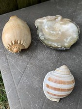 Assorted seashells tonna for sale  KING'S LYNN