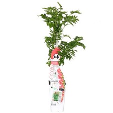 Trompetenblüte dunkelrosa cam gebraucht kaufen  Düsseldorf