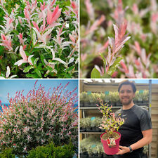 Flamingo willow plant for sale  LEICESTER