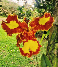 psychopsis d'occasion psychopsis d'occasion Paris XV