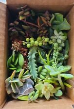 Varieties assorted succulent for sale  Chula Vista