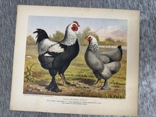 Antique dark brahma d'occasion  Expédié en Belgium