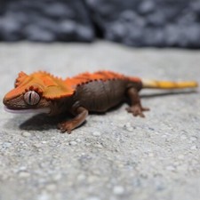 Bandai gashapon crested d'occasion  Expédié en Belgium