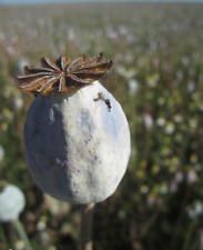 Pavot géant papaver d'occasion  Metz-