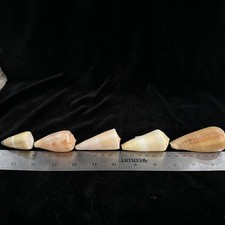 Seashells conus terebra for sale  Warner Robins