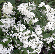 Deutzia gracilis usato  Napoli