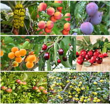 Mixed fruit tree for sale  CAMBORNE