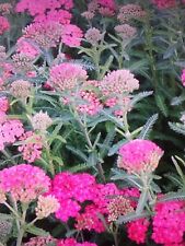 yarrow for sale yarrow for sale SOUTHAMPTON