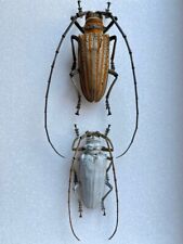 Insect cerambycidae rosenbergi for sale  Shipping to Ireland