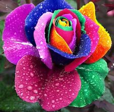 RARE 10x graine Rosier Grimpant ARC EN CIEL RAINBOW colorful rosebush seeds Rose comprar usado  Enviando para Brazil