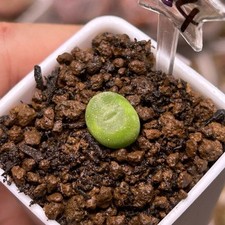 Exact plant 1pc for sale  GLASGOW