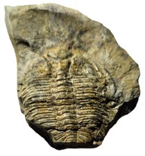 British silurian fossil for sale  TELFORD