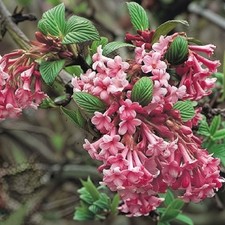 viburnum for sale  KING'S LYNN