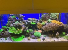 Large marine reef for sale  NEWBURY