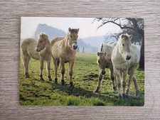 Alte pferdepostkarte fjordpfer gebraucht kaufen  Borna