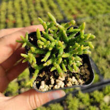 Rhipsalis cereuscula coral for sale  Morgan Hill