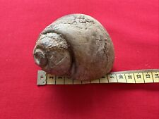 Fossil snail gastropod for sale  DARLINGTON