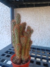 Cactus plant inch for sale  Henderson