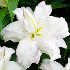 Lily flowers bulbs for sale  Manitowoc