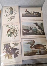 Lot audubon bird for sale  Vermontville