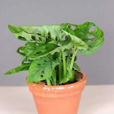 Tropical monstera adansonii for sale  ANTRIM