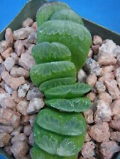 Haworthia truncata lime for sale  Tucson