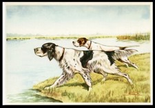 English setter pointer for sale  UK