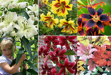 Tree lily lilies for sale  MELTON MOWBRAY
