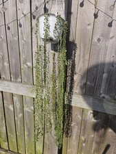 String pearls unrooted for sale  BURY