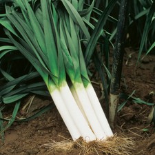 American flag leek for sale  Deltona