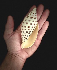 306 scaphella junonia for sale  Fort Myers