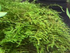 30g java moss for sale  KIDDERMINSTER