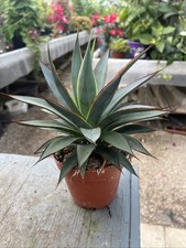 Agave shaka koko for sale  HELSTON