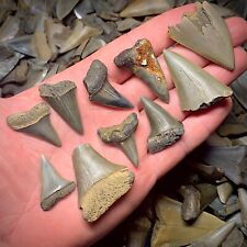 Shark teeth lot for sale  Battleboro