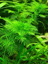 Myriophyllum hygrophila for sale  SOUTH CROYDON