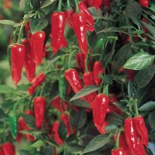 Perennial hot chilli for sale  HIGH PEAK