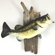 Taxidermy clean largemouth for sale  Las Vegas